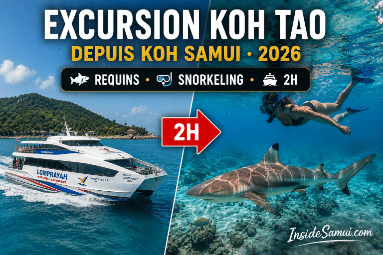 excursion koh tao depuis koh samui ferry lomprayah snorkeling shark bay 2026